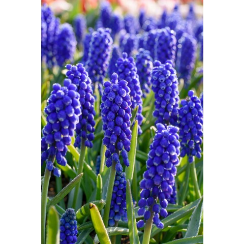 Blue Lasagne Mix: Muscari Armeniacum, Hyacinthus Delft Blue, Tulip Negrita Double, 15 Bulbs Ready for Planting Now in UK Autumn Outdoor Gardens