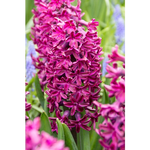 Hyacinthus Woodstock 5 Bulbs Ready for Planting Now in UK Autumn Outdoor Gardens