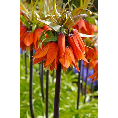 Fritillaria Imperialis Orange Beauty 1 Bulb Ready for Planting Now in UK Autumn Outdoor Gardens