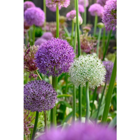 Allium Bulb Mix Ready for Planting Now in UK Autumn Outdoor Gardens