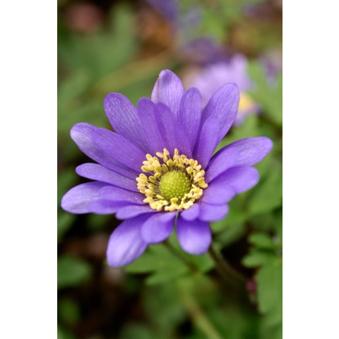 Anemone Blanda Blue Shade 20 Bulbs Ready for Planting Now in UK Autumn Outdoor Gardens