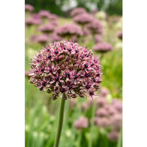 Best Friends, Chique Mistique: Tulip Canyon & Allium Starlight, 6 Bulbs Ready for Planting Now in UK Autumn Outdoor Gardens