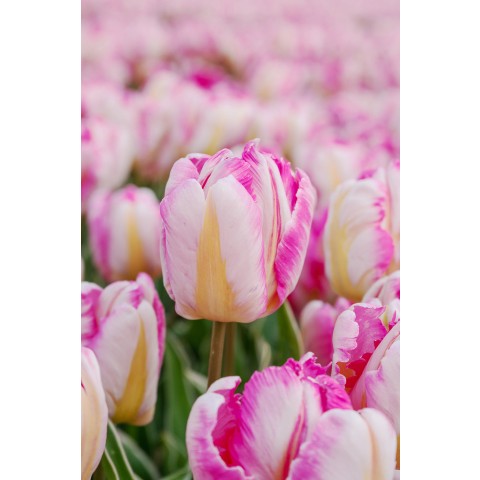 Tulip Parrot Pink Vision 6 Bulbs Ready for Planting Now in UK Autumn Outdoor Gardens