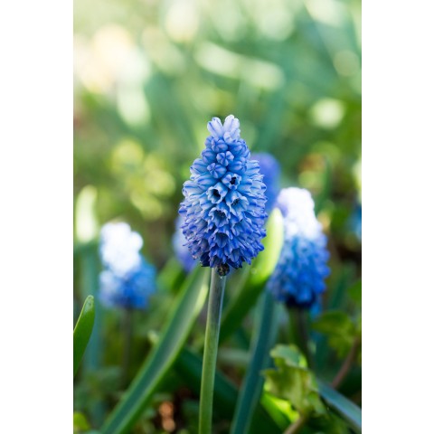 Bee & Butterfly Lilac Wonder 50 Bulbs Ready for Planting Now in UK Autumn Outdoor Gardens