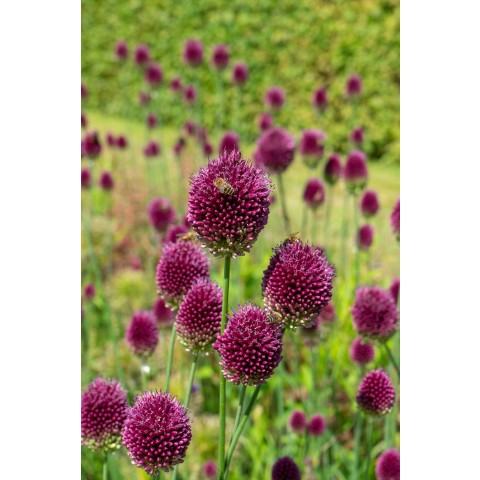 Allium Sphaerocephalon 25 Bulbs Ready for Planting Now in UK Autumn Outdoor Gardens