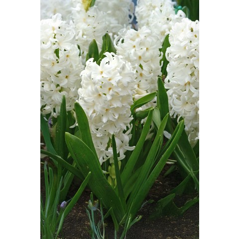 Hyacinthus Carnegie Prepared For Indoors 3 Bulbs Ready for Planting Now in UK Autumn Indoor Gardens