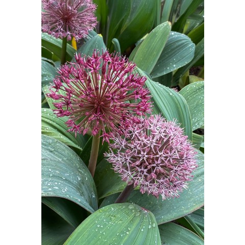 Allium Red Giant 8 Bulbs Ready for Planting Now in UK Autumn Outdoor Gardens