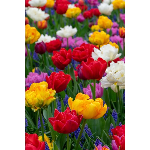 Tulip Double Early Mix 6 Bulbs Ready for Planting Now in UK Autumn Outdoor Gardens by Jamieson Brothers