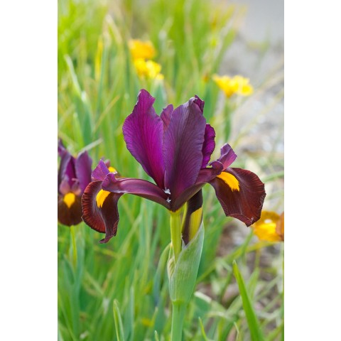 Dutch Iris Hollandica Red Ember 20 Bulbs Ready for Planting Now in UK Autumn Outdoor Gardens
