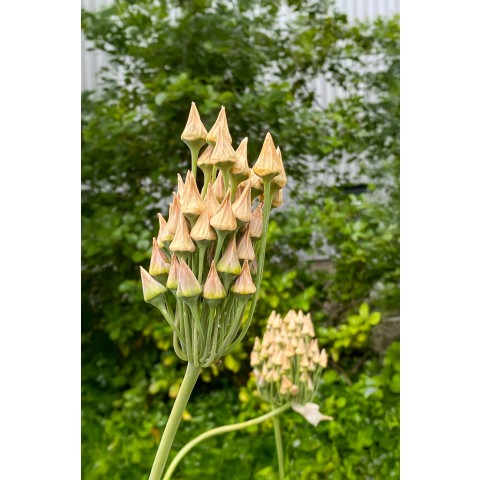 Best Friends, Mystical Melody: Allium Bulgaricum & Allium Ostara, 10 Bulbs Ready for Planting Now in UK Autumn Outdoor Gardens