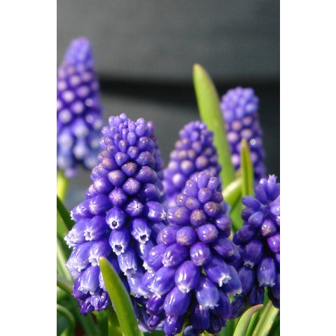 Muscari Bling Bling 10 Bulbs Ready for Planting Now in UK Autumn Outdoor Gardens