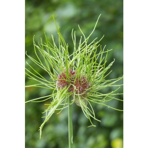 Allium Hair 15 Bulbs Ready for Planting Now in UK Autumn Outdoor Gardens