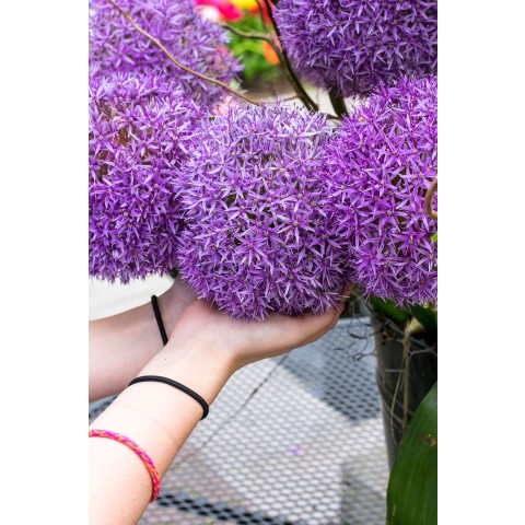 Allium Gladiator 1 Bulb Ready for Planting Now in UK Autumn Outdoor Gardens