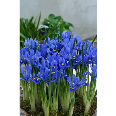 Iris Reticulata Alida 20 Bulbs Ready for Planting Now in UK Autumn Outdoor Gardens