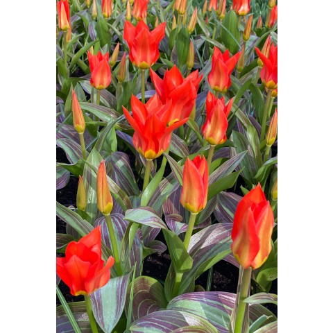 Tulip Greigii/Kaufmanniana Park Dreamway 6 Bulbs Ready for Planting Now in UK Autumn Outdoor Gardens