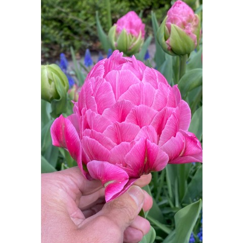 Tulip Double Late Strawberry Cream 3 Bulbs Ready for Planting Now in UK Autumn Outdoor Gardens