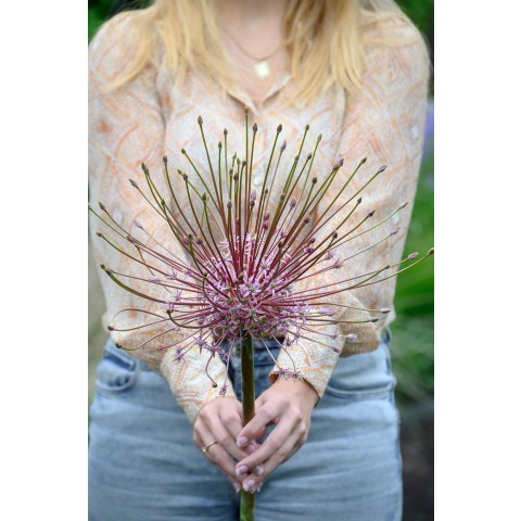 Allium Schubertii 3 Bulbs Ready for Planting Now in UK Autumn Outdoor Gardens