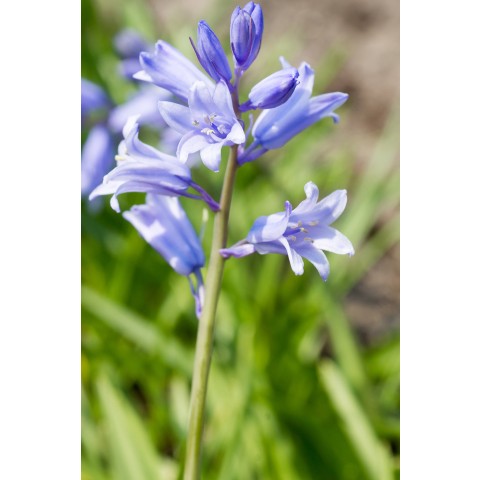 Scilla Campanulata Blue 15 Bulbs Ready for Planting Now in UK Autumn Outdoor Gardens