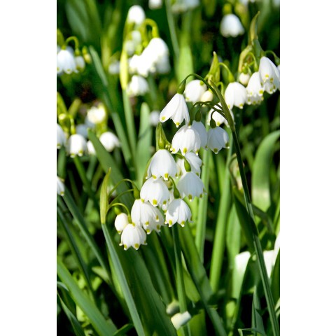 Leucojum Gravetye Giant 5 Bulbs Ready for Planting Now in UK Autumn Outdoor Gardens
