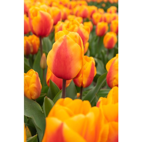 Best Friends Sensual Samba: Tulip Lalibela & Salmon Lalibela, 6 Bulbs Ready for Planting Now in UK Autumn Outdoor Gardens