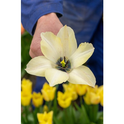 Tulip Karate 6 Bulbs Ready for Planting Now in UK Autumn Outdoor Gardens