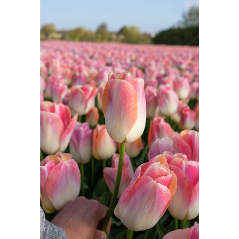 Tulip Kunyun 6 Bulbs Ready for Planting Now in UK Autumn Outdoor Gardens