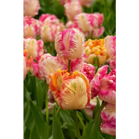 Tulip Parrot Mix 6 Bulbs Ready for Planting Now in UK Autumn Outdoor Gardens