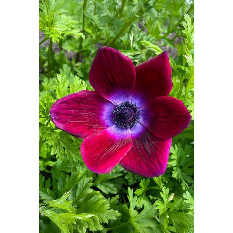 Anemone Bordeaux 10 Bulbs Ready for Planting Now in UK Autumn Outdoor Gardens