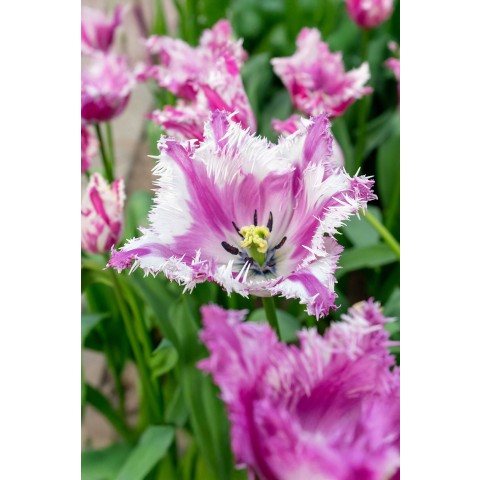 Tulip Crispa (Fringed) Purple Circus 6 Bulbs Ready for Planting Now in UK Autumn Outdoor Gardens