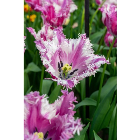 Best Friends, Artistic Graffity: Tulip Purple Circus & Party Clown, 7 Bulbs Ready for Planting Now in UK Autumn Outdoor Gardens