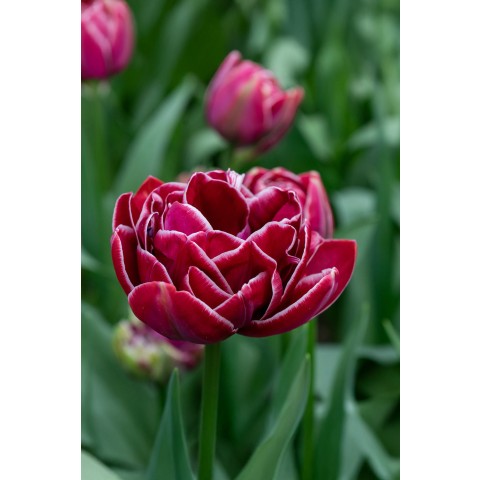 Tulip Double Late Dream Touch 6 Bulbs Ready for Planting Now in UK Autumn Outdoor Gardens