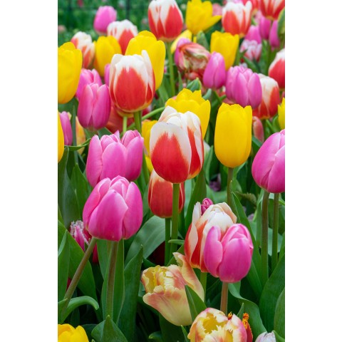Colour Lasagne Mix: Crocus Vernus Mix, Hyacinthus Orientalis Mix, Tulip Triumph Mix 15 Bulbs Ready for Planting Now in UK Autumn Outdoor Gardens