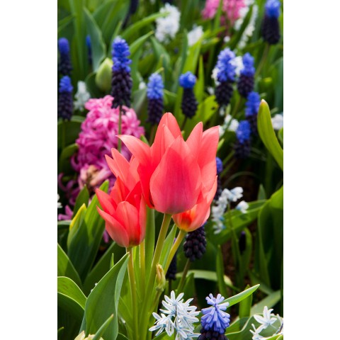 Tulip/Crocus Yes! Spring! 35 Bulbs Ready for Planting Now in UK Autumn Outdoor Gardens by Jamieson Brothers