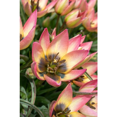 Tulip Botanic Danique 10 Bulbs Ready for Planting Now in UK Autumn Outdoor Gardens