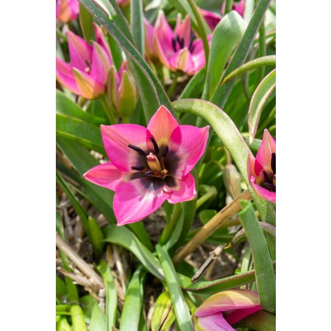 Tulip Botanic Norah 8 Bulbs Ready for Planting Now in UK Autumn Outdoor Gardens