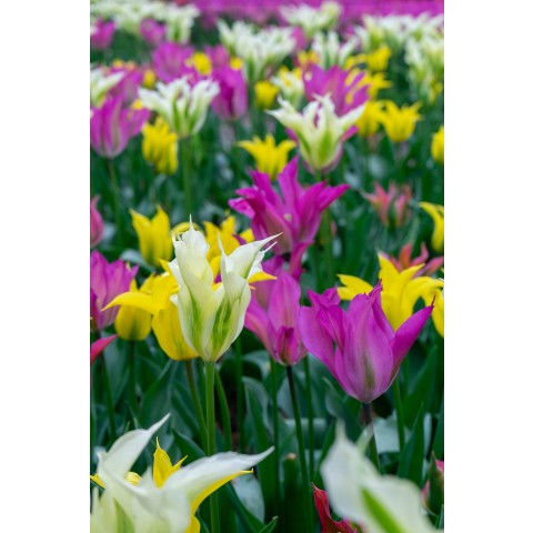 Tulip Viridiflora Mix 6 Bulbs Ready for Planting Now in UK Autumn Outdoor Gardens