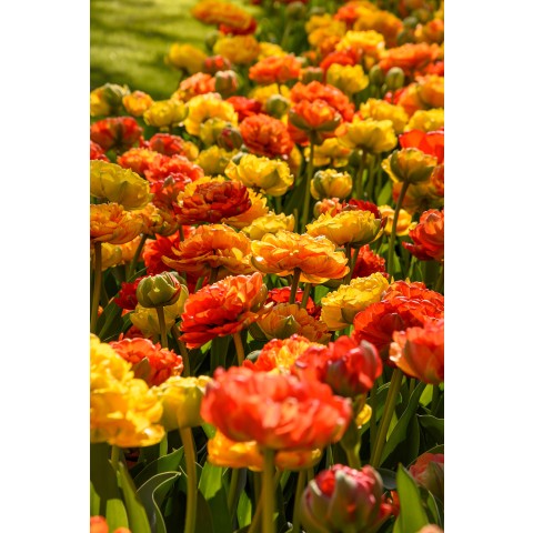 Best Friends, Pretty Pumpkins: Tulip Canyon & Sunlover, 7 Bulbs Ready for Planting Now in UK Autumn Outdoor Gardens