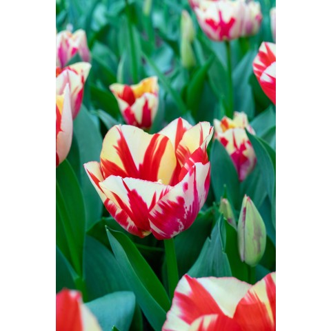 Tulip Rembrandt 'Spryng Rembrandt' 6 Bulbs Ready for Planting Now in UK Autumn Outdoor Gardens