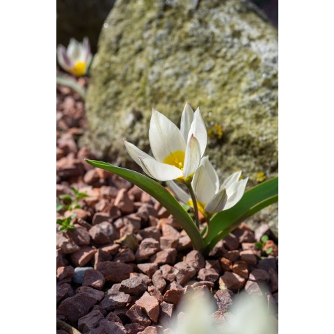 Tulip Botanic Polychroma 12 Bulbs Ready for Planting Now in UK Autumn Outdoor Gardens