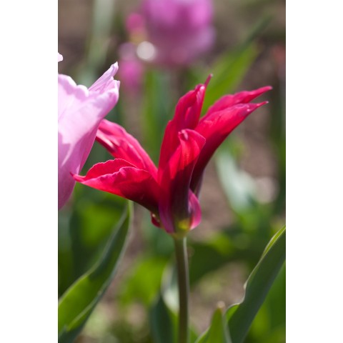 Tulip Viridiflora Doll's Minuet 6 Bulbs Ready for Planting Now in UK Autumn Outdoor Gardens