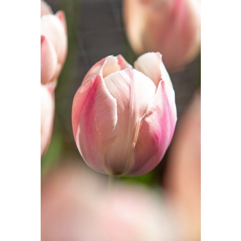 Tulip Darwin Hybrid Salmon Van Eijk 6 Bulbs Ready for Planting Now in UK Autumn Outdoor Gardens