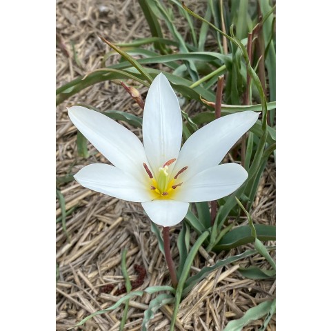 Tulip Botanic Sylvia 5 Bulbs Ready for Planting Now in UK Autumn Outdoor Gardens