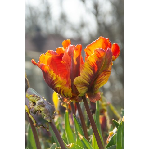 Tulip Parrot Rasta Parrot 6 Bulbs Ready for Planting Now in UK Autumn Outdoor Gardens