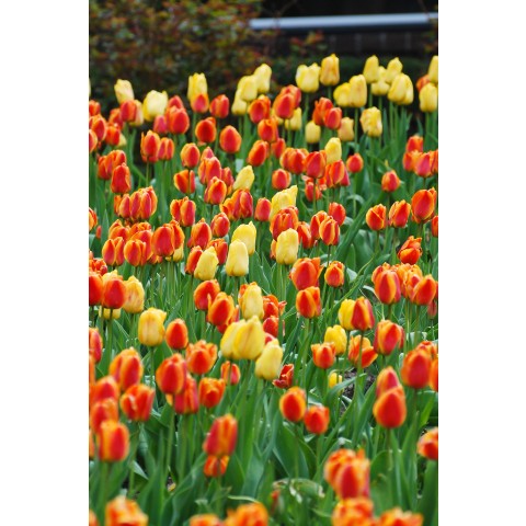 Tulip Party Popper 20 Bulbs Ready for Planting Now in UK Autumn Outdoor Gardens