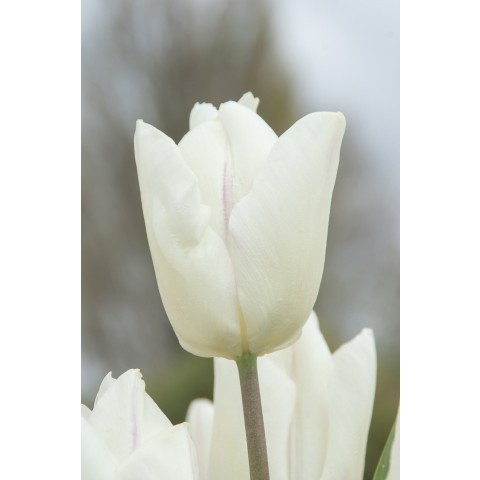 White Lasagne Mix: Chionodoxa Alba, Daffodil Princess Zaïde, Tulip White Prince 15 Bulbs Ready for Planting Now in UK Autumn Outdoor Gardens