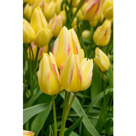 Tulip Antoinette 8 Bulbs Ready for Planting Now in UK Autumn Outdoor Gardens