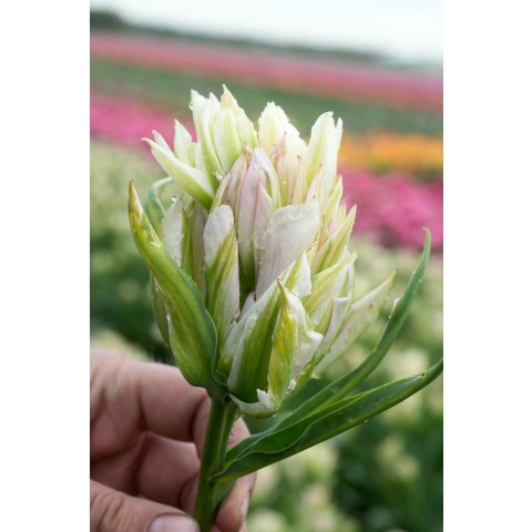 Tulip Double Late Mystery Valley 5 Bulbs Ready for Planting Now in UK Autumn Outdoor Gardens