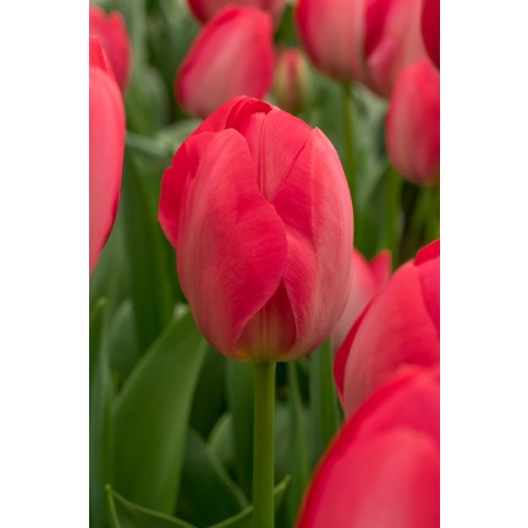 The Red Bag 50 Bulbs Ready for Planting Now in UK Autumn Outdoor Gardens