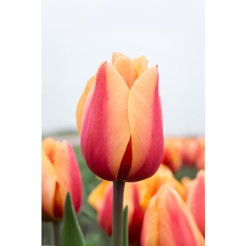 Tulip Darwin Hybride Lalibela Salmon 6 Bulbs Ready for Planting Now in UK Autumn Outdoor Gardens