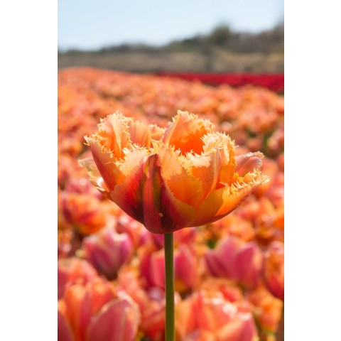 Royal Dutch Collection 18 Bulbs Ready for Planting Now in UK Autumn Outdoor Gardens